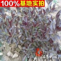 低價(jià)銷售 耐寒彩葉花 紫葉錦帶