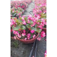 供應(yīng)湖南進口比哥海棠花