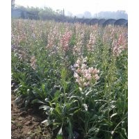 宿根花卉批發(fā)|山東宿根花卉價(jià)格|青州宿根花卉基地