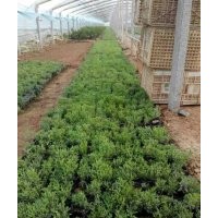 薰衣草價(jià)格 薰衣草批發(fā) 山東青州薰衣草種植基地