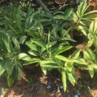 供應(yīng)大量袋裝花葉良姜，批發(fā)供應(yīng)花葉良姜基地