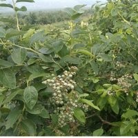 百色農(nóng)業(yè)(在線咨詢)|貴州藍(lán)莓苗|藍(lán)莓苗多少錢一顆