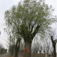 直徑一米柳樹|聚源園林|直徑一米柳樹