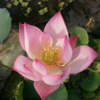 草花,君誠花卉苗木,吉林草花