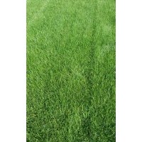 供應(yīng)冷季型草坪，早熟禾，高羊茅，混播草坪等