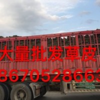 江西新余馬尼拉草坪=馬尼拉草坪求購(gòu)=草坪批發(fā)