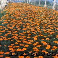 孔雀草_孔雀草價(jià)格_優(yōu)質(zhì)孔雀草批發(fā)