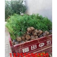 綠化側(cè)柏圖片 價格 基地