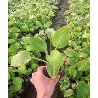 優(yōu)質(zhì)綠化草花白玉簪批發(fā)價(jià)格丶圖片