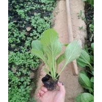優(yōu)質(zhì)綠化草花毛地黃批發(fā)種植基地