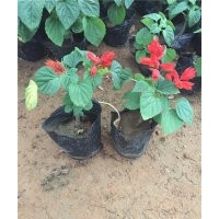 一串紅花期 一串紅照片 一串紅什么時候開花 一串紅供應(yīng) 一串紅批