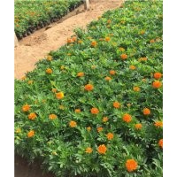 孔雀草品種大全 孔雀草花期 孔雀草供應(yīng) 孔雀草價格 孔雀草顏色分