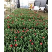 成都大型郁金香種植戶
