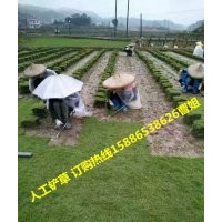 【宜春草坪】現(xiàn)在上車價格多少？(圖)