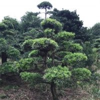 羅漢松、萬(wàn)達(dá)苗圃、12公分羅漢松