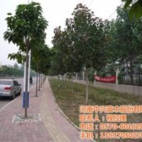 石家莊景觀樹(shù)、中興苗木、無(wú)飛絮景觀樹(shù)
