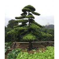 羅漢松怎么養(yǎng),羅漢松,萬達(dá)苗圃(圖)