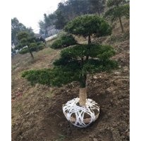 10公分羅漢松價(jià)格,羅漢松,萬達(dá)苗圃(查看)