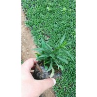 供應10-30公分荷蘭菊 山東地區(qū)