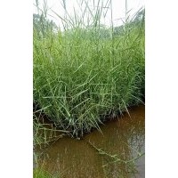 可供廣西水生植物基地直銷｜廣西水生植物供應(yīng)商｜廣西哪里賣水生