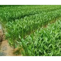 基地直銷梭魚草-首選群鋒水生植物有限公司