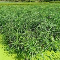 哪里賣水生植物-推薦群鋒水生植物品牌