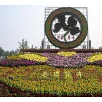 供應(yīng)孔雀草，彩葉草，五色草，五色草造型