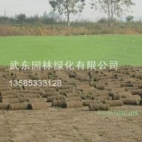 百慕達(dá),混播草,馬尼拉,果嶺草坪，高羊茅