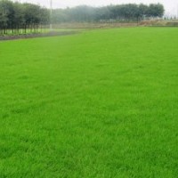 大量供應(yīng)草坪批發(fā)草坪價(jià)格草坪基地草坪熱銷