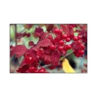 天目瓊花，太平花、多花胡枝子、紅花麥李
