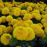 供應萬壽菊