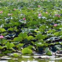 主導(dǎo)產(chǎn)品有，野生粉紅蓮（種苗）、荷花（種苗）、精品荷花（種苗