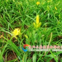 供應(yīng)花草地被，萱草，劍麻，蝴蝶蘭，炸醬草，金邊麥冬