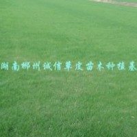 園林草皮 公園綠化馬尼拉草皮直銷