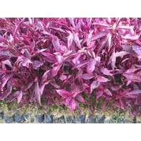 紅貴妃