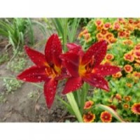 夏日酒紅萱草