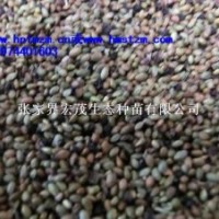 馬桑種子