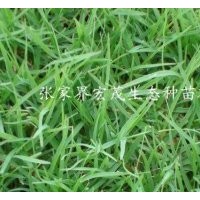 高羊茅種子