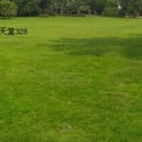 底價出售天堂草