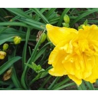 大量供應(yīng)你奶油卷萱草