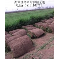 臨沂草坪 菏澤草坪 威海草坪