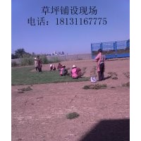 廊坊草坪|滄州草坪|衡水草坪
