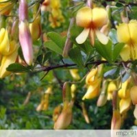 黃花錦雞