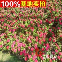 基地直銷百日草品種齊全量大優(yōu)惠