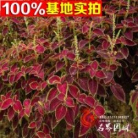 基地供應(yīng)大批量彩葉草草花