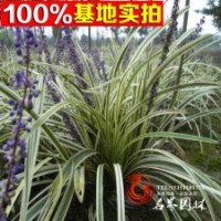 低價(jià)批發(fā)金邊麥冬草金邊萬(wàn)年久