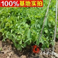 長(zhǎng)期供應(yīng)五葉地錦苗三葉地錦小苗等
