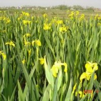 黃花鳶尾 藍花鳶尾 德國鳶尾 水生鳶尾
