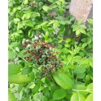 邵陽市藍莓苗,仁源農(nóng)業(yè)科技,藍莓苗 盆栽