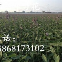 再力花 黃菖蒲_達(dá)州市再力花_花樣年華水生植物公司(圖)